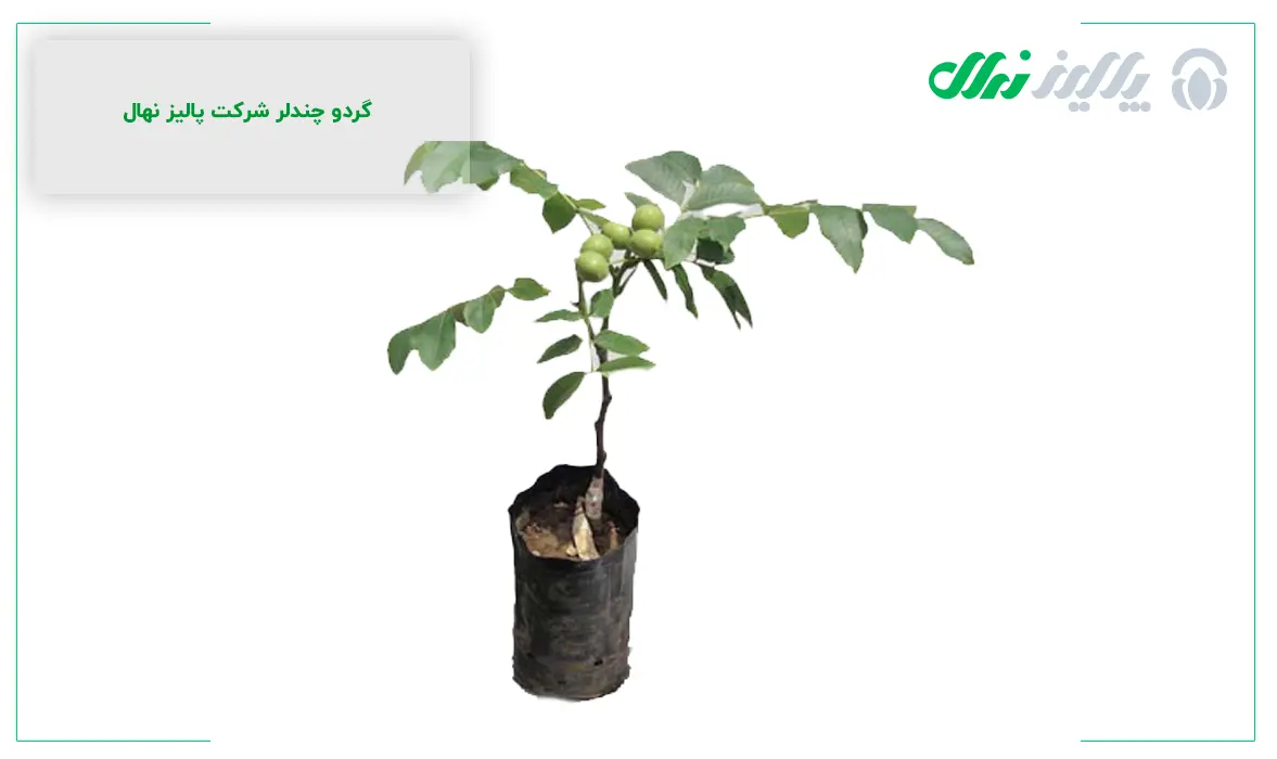 در تهران از کدام مراکز نهال گردو بخریم ؟